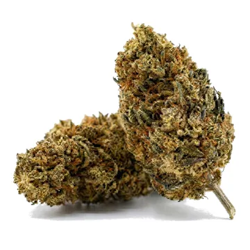 Velvet: foto real de la flor de cáñamo